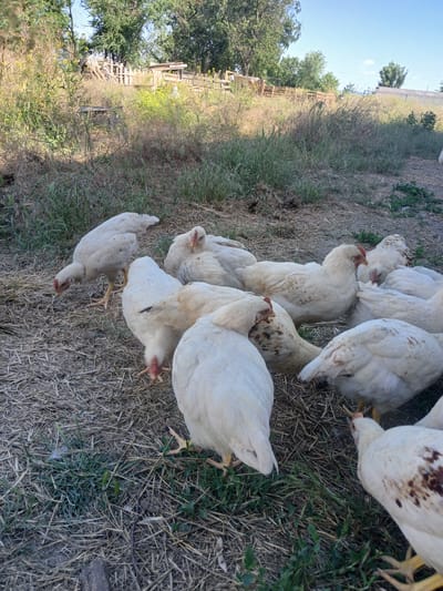 A flock of white chickens are gathered on dry grass and dirt, in what appears to be a rural outdoor setting. The chickens are mostly white with some brown speckling on their feathers. Some of them are pecking at the ground, likely searching for food. The sun is shining, casting shadows and suggesting it is daytime. The background shows dry vegetation, some trees, and a wooden fence structure, hinting at a farm or backyard. The image is slightly tilted, giving a dynamic perspective of the scene. There is no visible text in the image.