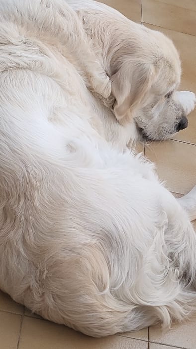 A large, cream-colored, long-haired dog, resembling a Golden Retriever, is depicted lying curled on a light beige tiled floor. The dog's head is lowered and partially obscured, resting on what appears to be a forepaw or the floor itself. Its dense, light-colored fur covers the majority of the visible frame, displaying various textures and patterns where the fur overlaps. The floor consists of square, light-toned tiles with visible grout lines. The scene presents the dog in a state of rest or sleep. No other subjects or objects are present, and the environment lacks specific visual markers to independently confirm the stated location of Magaluf, Spain.