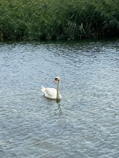 A white swan is swimming in a body of water with a reedy bank in the background. The swan is facing to the right and its neck is curved. The water has small ripples on its surface, indicating a gentle breeze. The reedy bank is dense and green, suggesting a natural or park-like setting. The sky is overcast, contributing to the muted colors of the scene. The location is not specified as being in Laténa, Switzerland.