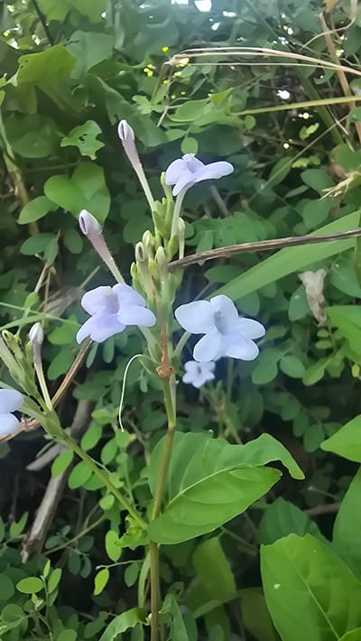 The image presents a close-up view of a flowering plant featuring several delicate, light purple or lavender blossoms and buds. Three fully bloomed flowers are prominent, each displaying a trumpet-shaped form with five distinct petals that flare outwards, revealing a lighter, almost white, central throat. One larger bloom is in the upper central area, while two others are positioned on the left side of the main stem.
Below the open flowers, several elongated, slender buds are visible along the stem, some appearing finely textured or hairy, indicating various stages of development. The main stem of the plant is brownish-green and runs diagonally across the frame.
The background consists of dense, lush green foliage, comprising various leaves of different shapes and sizes, which are softly out of focus, emphasizing the flowers. Some leaves appear broadly ovate, while others are smaller and more rounded, creating a rich tapestry of greenery. Interspersed within the foliage are a few thin, dry, straw-like plant elements.
The lighting suggests natural daylight, providing a soft illumination to the scene without harsh shadows. The overall impression is one of natural beauty and growth in an outdoor, likely garden or wild, setting. No text is visible in the image. This type of flora is consistent with the natural environment found in tropical locations such as Seririt, Indonesia.