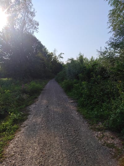 The image shows a gravel path winding through lush green vegetation and trees under a clear blue sky. Sunlight streams in from the left, casting lens flare and illuminating the foliage. The path is rough and textured, with visible stones and pebbles. The surrounding plants are dense and varied, with some taller trees framing the sky. The scene appears to be in a natural or semi-natural outdoor environment. There are no people or animals visible in the image. The location is identified as San Cesario sul Panaro, Italy, suggesting this path is likely a walking or cycling trail within the town or its surrounding countryside.