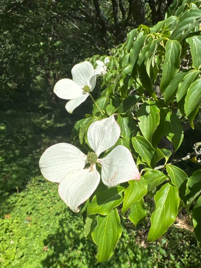 In the city of Mid Sussex, United Kingdom, this image captures a close-up view of two white dogwood flowers against a backdrop of lush greenery and dappled sunlight. The flowers, with their delicate petals and central green pistils, are the primary focus. One flower is slightly out of focus in the upper left quadrant, while a more prominent, fully bloomed flower occupies the lower half of the frame. The dogwood's vibrant green leaves, showcasing intricate vein patterns, surround the blossoms. The background is a soft blur of more foliage, with hints of sunlight breaking through the dense canopy of trees, suggesting an outdoor setting on a bright day.