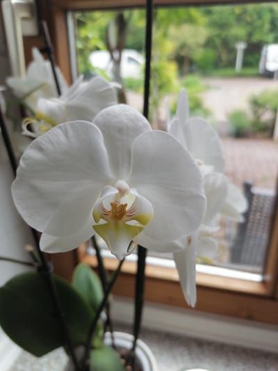 An indoor close-up shot features a white orchid with yellow and brown accents in its center, set against a blurred background of a window overlooking a green outdoor environment. The orchid is the primary subject, with its delicate petals and intricate details sharply in focus. The window frame, made of dark wood, is visible in the background, along with a hint of a wooden sill. Outside the window, blurred greenery, trees, and what appear to be structures suggest a residential or park-like setting. The scene is likely captured in a home or a greenhouse, with the focus on the botanical subject. No people are present in the image. The overall lighting is soft and natural, indicating ambient light conditions. The perspective is at eye level with the orchid. The location is specified as Grünwald, Germany.