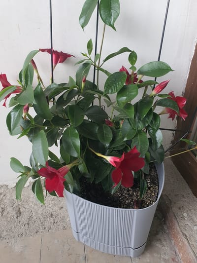 A potted plant with vibrant red flowers and lush green leaves is displayed against a textured white wall. The plant, supported by thin black stakes, is in a light gray ribbed plastic planter. The planter sits on a concrete floor with visible grout lines and a wooden frame to the right, suggesting an outdoor or semi-enclosed space. The overall scene is static and well-lit, with no people or discernible actions. The location is Arakhveti, Georgia.