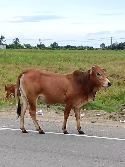 A brown cow stands on an asphalt road with a white line, facing right. The cow is in the foreground, with a younger brown cow visible behind it. The background consists of a green field, trees, and a cloudy sky with power lines. The scene appears to be in Meunasah Jurong, Indonesia, based on the provided context.