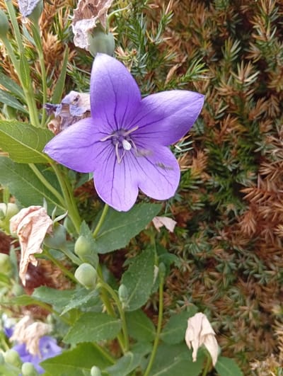 A close-up, vertical, outdoor, eye-level shot showcases a single, vibrant purple balloon flower in full bloom. The flower, with its five pointed petals, is the focal point and is positioned slightly to the left of the frame. Its delicate veins are clearly visible, and the center of the bloom reveals stamens and a pistil. The flower stems are green and leafy, with some dried brown foliage and several unopened green buds visible on the left side of the image. Behind the flower, a dense, out-of-focus background consists of dark green and brown coniferous branches, possibly a juniper hedge, suggesting a garden or natural setting. The lighting appears natural, illuminating the flower's texture and color. The scene is devoid of any people or animals. The image appears to be taken in Ottenbach, Switzerland, based on the provided location context.