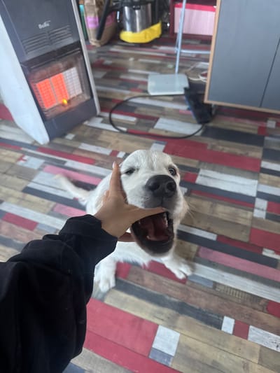 A white dog, viewed from above, is being held by a person who is holding the dog's mouth open with their right hand. The dog's snout and teeth are visible. The person's left arm, wearing a black long-sleeved garment, is also visible. The background includes a floor with red, white, gray, brown, and black boards arranged in parallel lines. To the left is a small electric space heater with visible heating elements. Above the heater is a table, with power cords in the corner. The location is possibly indoors. The city of Ptichnoye, Russia, cannot be determined from the given image.