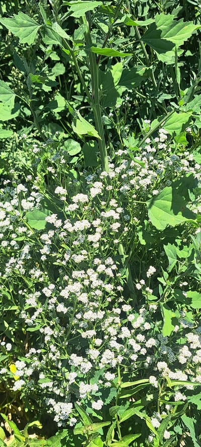 This is a close-up, vertical, eye-level photograph of a dense patch of wild vegetation, likely in a natural or semi-natural area within Bash-Kaiyndy, Kyrgyzstan. The dominant elements are large, green, somewhat triangular leaves and numerous clusters of small, white flowers. The leaves are broad, with serrated or lobed edges, and are a vibrant green. They appear to belong to a larger plant, as indicated by thick, ribbed stems visible in the upper and central portions of the image, some of which are tinged with purple.
Scattered throughout the scene are masses of tiny white flowers, densely packed into clusters. These flowers create a textured, frothy appearance against the backdrop of green foliage. The lighting suggests a sunny day, with strong shadows cast by the leaves and stems, indicating the sun is high in the sky. The overall impression is one of lush, untamed plant growth, typical of an outdoor environment. There are no people, animals, or man-made objects visible in the frame.
