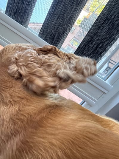 A close-up, high-angle shot shows the back and curled ear of a light brown dog, likely a Cocker Spaniel, resting near a window. The dog's fur is golden brown and appears soft and slightly wavy, especially around the ear. Behind the dog, a window is visible, covered by alternating dark gray and sheer white blinds, creating a striped pattern. Through the gaps in the blinds, the facade of a building with windows can be seen, suggesting an urban or suburban setting. The window frame is white. The image does not provide specific information about the city of Dibich, Bulgaria, as the scene is generic and lacks identifying landmarks.