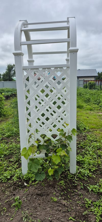 A white trellis archway stands in a garden. The archway is made of white plastic and has a lattice pattern on one side. Green vines with broad leaves are growing up and over the trellis. In the background, there is a lawn, some trees, and buildings with red roofs. The sky is overcast, suggesting a cloudy day. The image is taken from a low angle, looking up at the archway. The scene appears to be a residential garden, possibly in a rural or suburban setting. The time of day is not explicitly indicated, but the lighting suggests it is daytime. No text is visible in the image. The overall impression is one of a garden in growth, with the trellis providing support for climbing plants. The presence of buildings in the background indicates a human-made environment.