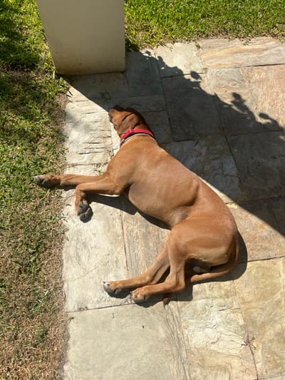 A medium-sized, fawn-colored dog with short fur, wearing a red and grey striped collar, is depicted lying on its left side on a stone-paved patio. Its body is extended, with all four limbs stretched. The dog's head is angled upwards, facing away from the camera, partially shaded by a white rectangular pillar positioned in the upper left. Strong direct sunlight illuminates the scene, casting sharp shadows from the pillar and an unseen overhead structure or foliage onto the paving. To the left of the paved area, a strip of green grass and dry earth is visible. The scene is located in Carrazeda de Ansiães, Portugal. No other individuals or significant objects are present.