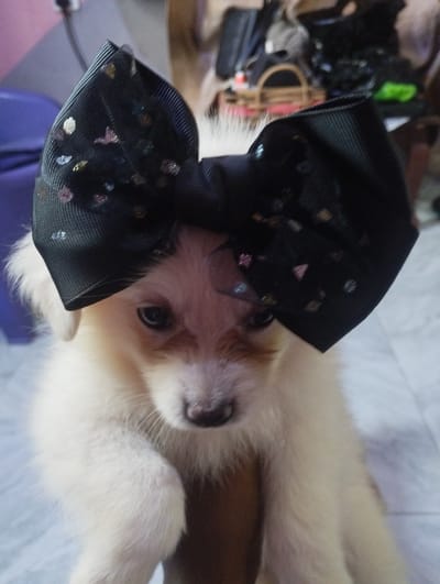 A close-up, eye-level shot features a fluffy, light-colored puppy adorned with a large, black bow tied to its head. The bow is decorated with colorful glittery accents, including pink, gold, and silver shapes resembling stars and triangles. The puppy has dark eyes, a dark nose, and fair-colored fur. Its right paw is visible in the foreground. The background is softly blurred, showing a glimpse of a purple chair on the left and a cluttered area with bags and baskets on the right. The lighting appears to be indoor and diffused, suggesting it's daytime or a well-lit room. The overall mood is endearing and playful due to the puppy's attire. The image was taken in Iyafin, Nigeria.