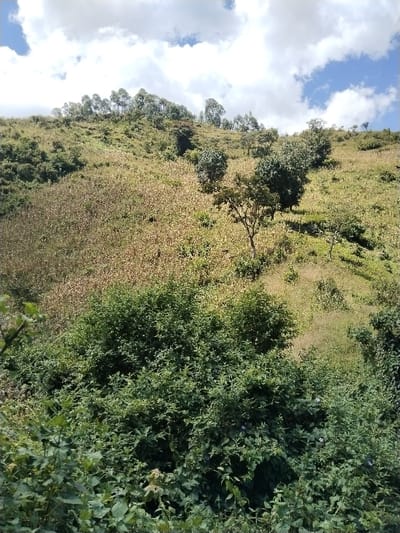 The image displays a hilly rural landscape located in Subukia ward, Kenya, under a partially cloudy sky with prominent white cumulus clouds. The foreground consists of dense, dark green bushy vegetation, possibly wild shrubs and undergrowth. Directly behind this, the mid-ground and lower slopes of the hill are dominated by agricultural fields. A large section of these fields features rows of light brown, dried stalks, indicative of a harvested or mature dry crop such as maize. Interspersed within and adjacent to these cultivated areas are patches of lighter green grass and several medium-sized deciduous trees with round, green canopies. The upper slopes and crest of the hill are covered with sparse green vegetation and a line of taller, slender trees, possibly eucalyptus, marking the horizon. No human figures, animals, or man-made structures are visible. The scene depicts an unpopulated agricultural and natural environment.