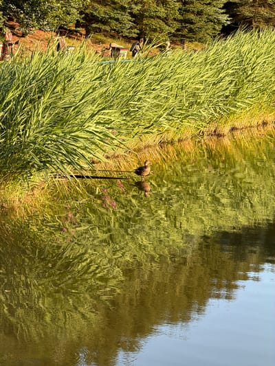 A lone duck stands in the shallow water at the edge of a lake, its reflection rippling on the surface. Tall green reeds line the bank behind it, with a dense forest of evergreen trees forming the backdrop. The sun casts a warm glow on the scene, creating a peaceful and natural ambiance. The location is identified as Mysłakowice, Poland.