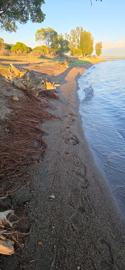 A sandy beach along the Issyk-Kul lake in Kyrgyzstan. Footprints are visible in the sand, leading away from the water. A large piece of driftwood lies on the left side of the frame, surrounded by dried vegetation. Trees and vegetation line the shore in the background. The sky is clear with some clouds on the horizon. The water is calm and reflects the sunlight.