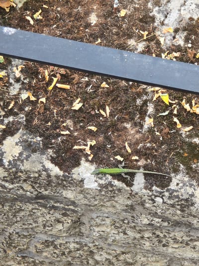 The image shows a top-down view of a lizard on a rock surface. The lizard is green and has its body extended horizontally. The rock surface is rough and textured with variations in color, appearing to be a light beige and gray. Scattered on the rock and the darker, moss-like ground cover are dry leaves and what appear to be cigarette butts. A dark, rectangular object runs horizontally across the upper portion of the image, obscuring some of the ground cover. The environment suggests an outdoor setting, possibly an urban or park area given the presence of cigarette butts. Without additional context or landmarks, pinpointing the exact location within the City of San Marino is not possible based solely on the visual information provided in the image.