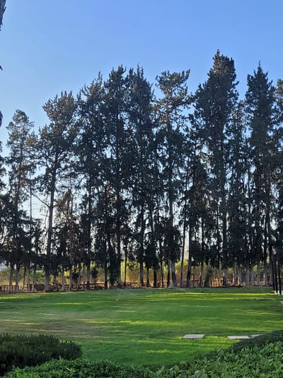 This is a photograph of a park in Trachoni, Cyprus. The image is dominated by a line of tall, slender evergreen trees that form a dense backdrop. The trees are silhouetted against a clear, bright blue sky. In front of the trees is a large, open expanse of well-maintained green grass, illuminated by the warm glow of sunlight, creating dappled patterns on the lawn. In the foreground, there is a low, manicured hedge. A low wooden fence runs along the base of the trees, separating the grassy area from what appears to be a more landscaped or natural area behind it. The overall impression is one of a peaceful, natural setting within a park environment.