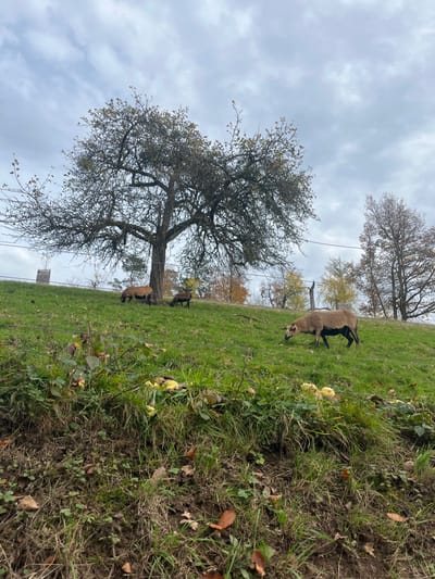 This image, captured in Oppenau, Germany, depicts a rural, gently sloping grassy hillside under an overcast sky. In the midground, a large, partially defoliated deciduous tree stands prominently, its branches mostly bare. Below and to the right of this tree, a light brown sheep with darker legs and face grazes on the grass, facing right. Further up the slope, closer to the tree, two additional light brown sheep are visible, also grazing. A fourth, darker-colored sheep is partially obscured behind the tree.

The lower foreground consists of rougher terrain with green grass, patches of exposed soil, and scattered brown leaves. Approximately a dozen yellow and green apples lie distributed on the grass in the lower-midground. Several horizontal strands of wire, likely an electric fence, traverse the scene across the midground. In the background, to the right, other deciduous trees exhibit sparse, muted autumn foliage. A small, light-colored stone structure or post is visible on the far left, behind the fence wires. The sky is uniformly grey with indistinct cloud cover. The scene is observed from a low-angle perspective, looking upwards onto the hillside.