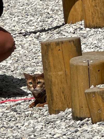 A brown and black tabby cat with green eyes peeks out from behind a thick wooden post, surrounded by a scattering of light-colored gravel. The cat's head and front paws are visible. To the left of the frame, a person's arm and hand, in profile, are partially visible, resting near the gravel. Behind the cat and post, more wooden posts, some appearing weathered, stand in the background, also amidst the gravel. A thin red cord is visible on the ground in front of the cat. The scene suggests an outdoor setting, possibly a park or playground, in Znamya Oktyabrya, Russia.