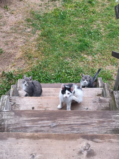 Three domestic cats are positioned on a weathered wooden staircase outdoors. The staircase is situated in a grassy area with patches of dirt, indicative of an outdoor, possibly rural or suburban, setting. The cats are of varying fur patterns: one is predominantly gray with tabby markings, another is black and white with distinct patches, and the third is a gray tabby. The cats are looking in different directions, with two facing the camera and one looking slightly away. The environment suggests a casual, unposed moment captured in Kyviškės, Lithuania, a small village known for its natural surroundings.