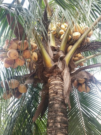 The image shows a coconut palm tree with numerous coconuts at various stages of ripeness. The tree is located in the city of Adanisievbe, Nigeria, with coordinates of latitude: 5.951, longitude: 5.698. The coconuts are clustered on the branches and trunk of the palm tree, which is thick and brown with visible rings. The foliage of the tree is green and lush, with some leaves partially obscuring the coconuts. The sky is not visible in the image.
