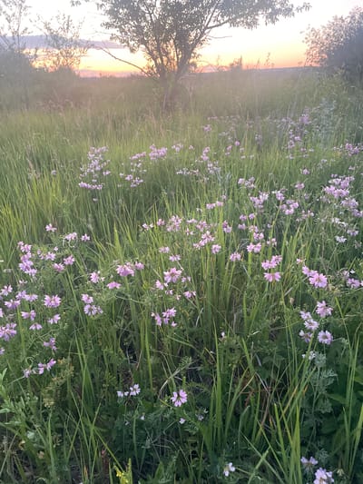 A medium shot captures a field of grass and wildflowers with a sunset in the background. The foreground is dominated by tall green grass with numerous small, light purple flowers. The flowers have delicate petals and appear to be clustered on thin stems. In the midground, the grass continues, interspersed with more of the same purple flowers. The background shows a hazy sunset with soft orange and pink hues. Silhouetted trees and foliage frame the sunset. The scene is set in a rural environment, possibly on the outskirts of Syzran, Russia, given the mention of the location. There are no people or animals visible in the image. The overall impression is one of natural beauty and tranquility at dusk.