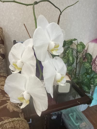 A close-up, eye-level, indoor shot features a cluster of white orchids with yellow centers, partially obscuring a dark wooden table and a patterned armchair. The orchids are the primary subject, with their delicate petals and stems dominating the frame. Behind the flowers, a green-leafed plant is visible, along with parts of the armchair and table. The background consists of a textured, light-colored wall and a portion of a patterned textile. There is no visible indication of the location being in the city of Kuril'sk, Russia.