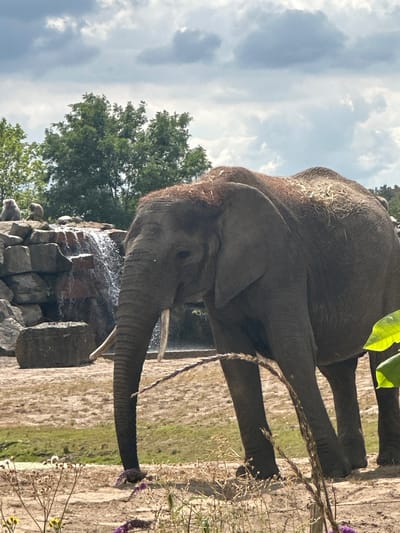 An adult elephant stands in an enclosure at the Safaripark Beekse Bergen in Hilvarenbeek, Netherlands. The elephant, facing left in profile, is large and gray, with visible tusks and a trunk that curves downwards. Its back is covered with a scattering of dried grass or hay. In the background, to the left of the elephant, are rocks with a waterfall cascading down them. Several small, gray primates are perched on the rocks near the waterfall. The ground of the enclosure appears to be sandy or dirt with patches of grass. The sky above is cloudy with patches of blue. The overall lighting suggests it is daytime.