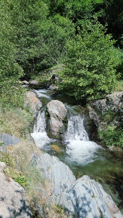 This image captures a serene natural scene of a river cascading over rocks in the municipality of Setcases, Spain. The foreground is dominated by large, grey, layered rocks with patches of dry grass and sparse green vegetation growing in the crevices. A small waterfall is visible in the mid-ground, where the clear, greenish water rushes over smooth, rounded boulders. The water creates white foam and turbulence as it flows. Beyond the waterfall, the river narrows and continues to flow downstream, with more rocks and vegetation lining its banks. The background features dense, lush green trees, indicating a forest environment, with sunlight dappling through the leaves. The overall impression is one of a tranquil, untouched natural landscape.