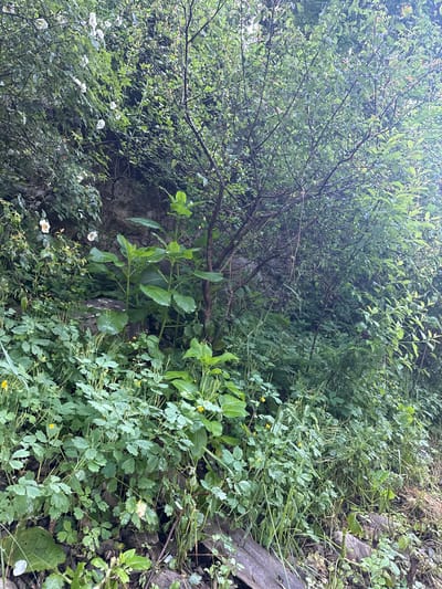 The image depicts a dense, overgrown hillside in Tumanyan, Armenia, characterized by lush green vegetation and a rocky terrain. The scene is dominated by various plants, including bushes, tall leafy plants, and ground cover with small yellow flowers. Several white flowers are visible on a bush on the left side of the frame. The environment appears natural and somewhat wild, with branches and leaves creating a thick canopy in places. The ground is covered with rocks, soil, and dead plant matter. There are no people or animals visible in the image. The lighting suggests it is daytime, possibly overcast or early morning/late evening, as the light is diffused.