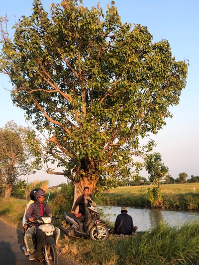 A group of people are gathered near a tree and a body of water in what appears to be a rural setting. In the foreground, a man wearing a hooded jacket and a red tie is riding a motorcycle with another person behind him. To the right, a woman stands next to a parked motorcycle, and further to the right, a person wearing a dark hoodie is sitting on the grass by the water's edge. The environment includes a paved road, lush green grass, a tree with dense foliage, a canal or river, and a field in the background. The lighting suggests it is either early morning or late afternoon, with the sun casting a warm glow. The location is identified as Keboguyang, Indonesia.