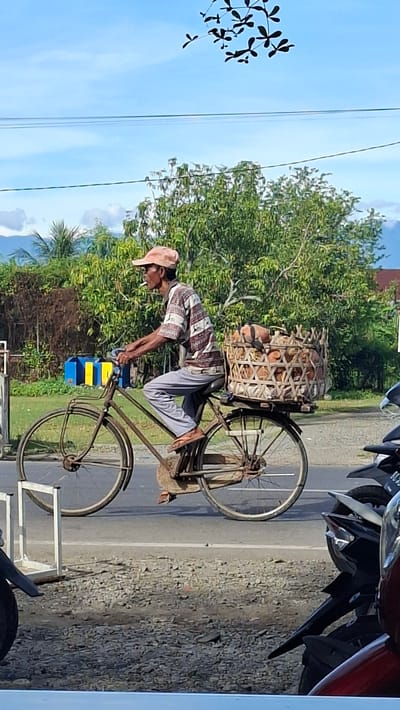 A man is riding a bicycle on a paved road in Keuniree, Indonesia. The man is wearing a light pink cap, a short-sleeved patterned shirt with brown, white, and beige stripes, light gray pants, and brown sandals. He is smoking a cigarette. The bicycle is old and appears to be made of metal, with a basket attached to the rear rack. The basket is filled with several rounded, light brown objects, possibly coconuts or gourds. In the background, there are trees with lush green foliage, some power lines, and a bright blue sky with scattered clouds. To the left of the road, there are two blue and yellow rectangular structures, possibly storage bins. To the right, several motorcycles are parked along the roadside. The overall setting suggests a rural or semi-urban environment.