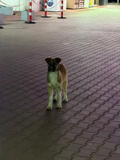 A medium-sized dog stands centered on a dark interlocking paver surface, facing forward, in what appears to be an outdoor commercial area in Frătești, Romania. The dog has tan fur on its body, with a dark brown/black facial mask covering its snout and eyes, extending to its floppy ears. A light cream-colored patch runs down its chest and front legs. In the background, three red and white striped bollards are connected by a white chain, forming a barrier. Behind these are two grey concrete planters containing sparse vegetation and a white "ICE" branded cooler. To the right, a storefront or vending area is visible with shelves holding products. The scene is illuminated by artificial light, suggesting evening or nighttime.