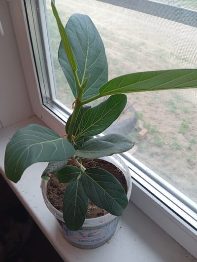 The image shows a potted Ficus plant with large, dark green leaves and a new leaf unfurling at the top, placed on a windowsill. The plant is in a clear plastic pot with soil visible. Behind the plant, a window with a screen shows a blurred outdoor scene of dry earth and some vegetation, suggesting an outdoor environment during daylight. The windowsill is white and appears slightly dusty. The window frame is also white. The image seems to be taken indoors, looking outwards. There is some unidentifiable text on the pot in a foreign language, likely Russian given the location context of Novodesyatnikovo, Russia. The overall mood is neutral and observational, focusing on the plant and its immediate surroundings.