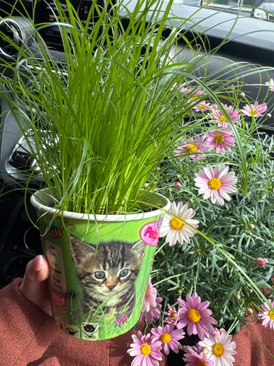 The image depicts the interior of a vehicle, likely in Amstetten, Austria, showcasing two potted plants. A human hand, wearing a rust-colored sleeve and with manicured nails, holds a green cylindrical pot containing vibrant green grass, identified as cat grass. The pot features a depiction of a tabby kitten with blue eyes, along with text in English, German, and French stating "For Cats," "Für Katzen," and "Pour Chats," and includes a "Petgrass" logo, a bee illustration, and a ladybug illustration. To the right and slightly behind this pot, a second plant with numerous pink and white daisy-like flowers with yellow centers is visible. The background reveals portions of the vehicle's dashboard, including an air vent and an infotainment screen displaying "23 °C" and "08:43." The scene is illuminated by ambient daylight.