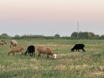 The image depicts a pastoral scene in Batash, Uzbekistan, under a hazy, pale pink and grey sky, suggesting dawn or dusk. A herd of at least seven sheep graze in a field of cut hay interspersed with green grass. The sheep are of varying colors, including black, tan, and white. In the background, a line of trees and shrubs forms the horizon, with a thin, vertical pole, possibly a utility pole or fence post, visible against the sky. The overall environment is rural and appears peaceful.