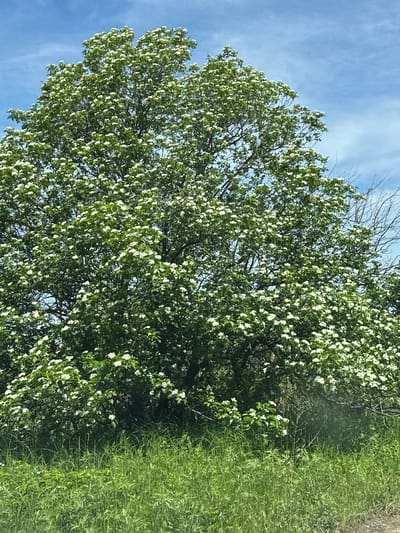 The image shows a large tree covered in white blossoms, set against a bright blue sky with scattered clouds. The tree is lush and green, with many clusters of small white flowers. In the foreground, there is a dense growth of tall green grass. The overall scene is natural and appears to be an outdoor environment. There are no people or man-made structures visible in the image. The location is in the city of Priamursky, Russia.