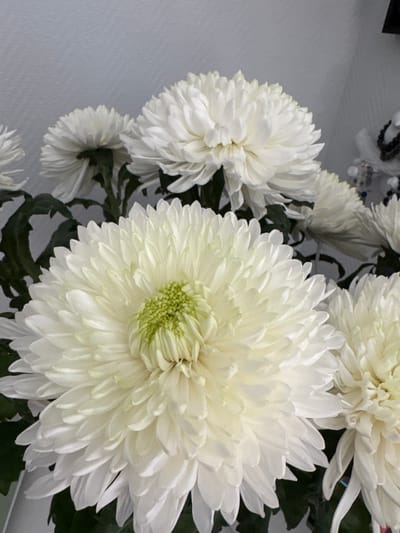 This is a close-up, low-angle shot of a bouquet of white chrysanthemums. The flowers are the primary subjects, filling most of the frame. They are in full bloom, with numerous delicate petals radiating from a central, slightly green stamen. The texture of the petals is soft and layered, creating a sense of volume and depth. Some petals appear slightly curved or curled, adding to the natural beauty of the flowers.
The background is a light, textured gray surface, likely a wall, which provides a neutral backdrop that makes the white flowers stand out. To the left of the frame, the gray surface is smoother and more featureless. In the upper left corner, there are hints of other decorative elements, possibly beads or other floral arrangements, but they are out of focus and indistinct. Dark green foliage from the chrysanthemums is visible between the flowers, adding a contrasting color and further emphasizing the blossoms.
The lighting appears to be soft and diffused, suggesting an indoor setting, possibly in natural light coming from a window or under artificial lighting. There are no people visible in the image, and no specific activity is taking place beyond the display of the flowers. The overall impression is one of delicate beauty and natural elegance.
There is no visible text in the image. The location context of Bogolyubovo, Russia, does not provide any specific visual cues within the image itself, as the setting is generic.