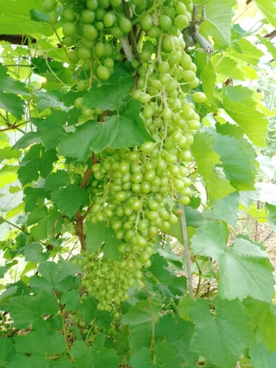 A cluster of unripe green grapes hangs from a vine, surrounded by large, veined green leaves. The grapes are small and round, growing in dense bunches. A thin, rough brown branch of the vine is visible, with a knot of twisted rope tied around it. The background is softly blurred, showing more green foliage and hints of a sandy or earthy ground surface. The image appears to be taken outdoors during daylight, likely in a garden or vineyard. The exact location in Emelyanovo, Russia, cannot be determined from the image alone.