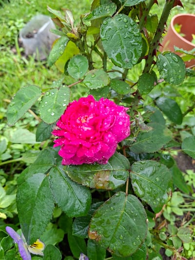 A close-up, eye-level shot captures a vibrant, dark pink rose bloom, wet with dew or rain, on a rose bush. The rose petals are tightly furled, showcasing their rich color. The rose bush's stem is thorny and dark red, with serrated green leaves also glistening with water droplets. The background is a blur of green foliage and grass, suggesting an outdoor garden setting. In the upper left, a translucent plastic object is partially visible, and to the right, the rim of a terracotta pot can be seen. In the lower left corner, the purple and yellow petals of a pansy flower are visible. The scene is overcast, with diffused light highlighting the moisture on the plants. The overall impression is one of a natural, perhaps damp, garden environment.