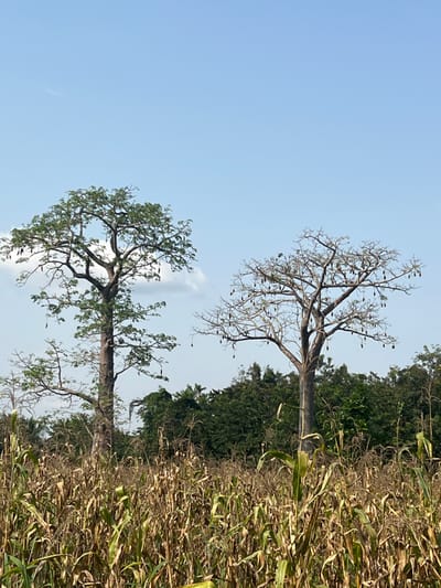 The scene in Logba Adzakoe, Ghana, depicts an agricultural field under a clear, light blue sky with minor cloud cover. The foreground comprises a dense field of mature corn stalks, exhibiting dry, yellowish-brown leaves and some greener stalks. In the midground, two large trees stand prominently. The tree on the left is largely covered with green foliage, featuring a robust trunk and wide branches from which numerous dark, elongated pods are suspended. The tree on the right is deciduous, displaying bare branches, a thick trunk, and numerous similar dark, elongated pods hanging from its limbs. A dense line of green vegetation forms a treeline in the background. No individuals or animate subjects are present.