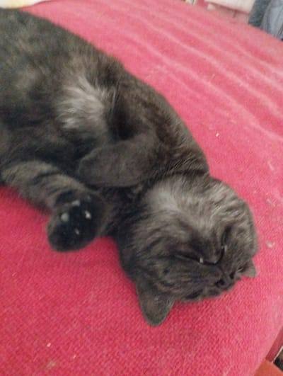 A dark grey tabby cat is lying on its side on a bright pink textured surface. The cat's head is tilted downwards, and its eyes are closed, suggesting it is asleep or resting. Its paws are tucked in towards its body. The surface appears to be fabric, possibly a blanket or sofa, with a ribbed texture. The lighting is dim, casting a soft glow on the scene. The background is out of focus, with some blurry shapes suggesting a room environment. There is no indication of the location being in the city of Hospozín, Czechia.