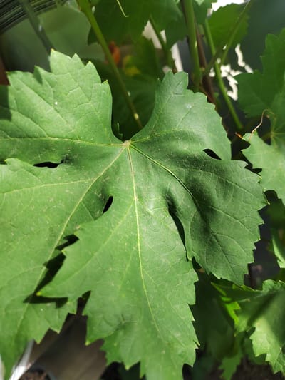 This is a close-up, eye-level, outdoor shot of a large, green grape leaf in Soisy-sous-Montmorency, France. The leaf is the primary subject, filling most of the frame. It has a palmate shape with five distinct lobes, serrated edges, and prominent veins. The surface of the leaf appears slightly dusty or textured. Sunlight casts shadows across the leaf, creating areas of light and shade, suggesting it is daytime, likely sunny.
Other grape leaves and stems are visible in the background, out of focus, in varying shades of green. The background also shows hints of darker foliage and possibly a blurred structure, such as a fence or wall. No people or animals are present. The overall scene conveys a natural, botanical focus. There is no visible text in the image.