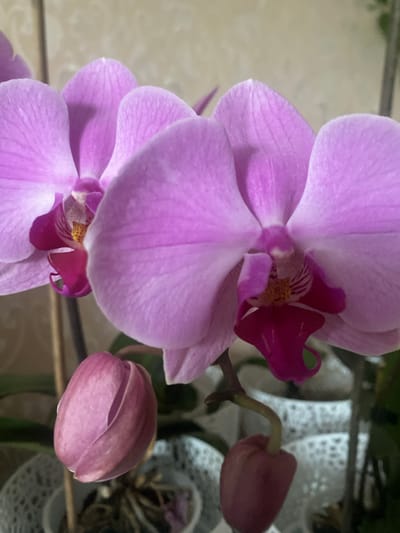 A close-up, eye-level shot focuses on several pink orchid flowers and buds. The main subject is a large, vibrant pink orchid bloom in the foreground, its petals soft and slightly fuzzy. To its left, another similar orchid is partially visible. Below these blooms, a tightly closed orchid bud with a deeper pink hue hangs from a stem. The background is softly blurred, showing hints of light-colored walls and white decorative pots, suggesting an indoor setting. The image is crisp and well-lit, highlighting the delicate textures and colors of the flowers. The location is Vălcineț, Moldova.