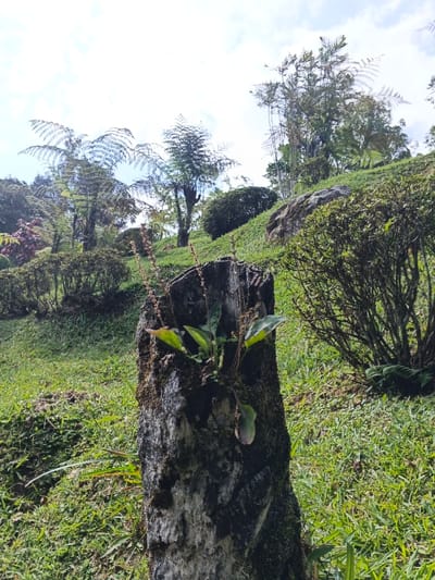This image depicts a natural outdoor scene on a sloped grassy hillside in Soibada, East Timor, under daylight conditions with a partially clouded sky. In the foreground, centered, is a vertical, weathered tree stump, dark brown to grey in color, with visible bark texture and areas covered in green moss and lichen. Several green-leaved plants, including one with two prominent, slender, upright flowering stalks, are growing directly from the side of the stump. The midground and background consist of a vibrant green grassy slope ascending from left to right. Various bushes and trees are distributed across the hillside; trimmed evergreen hedges are visible on the lower left, while taller tree ferns with large fronds dominate the upper left and central background. Other dense green shrubs and a large rock formation are visible on the right side of the slope. No people, human actions, or man-made objects other than the implied cutting of the tree forming the stump are present.