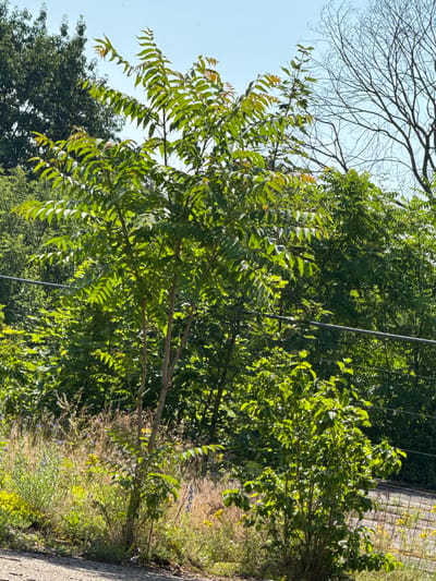 The image captures a sunlit outdoor scene with lush green foliage. In the foreground, a young tree with compound leaves stands prominently. Behind it, a dense array of various green trees and shrubs creates a verdant backdrop. A thin, horizontal wire or cable is visible stretching across the mid-ground. The sky above is clear and blue, indicating a bright day. The lower part of the image shows a patch of dry grass and wildflowers, with a textured surface that appears to be a road or path in the bottom left corner. The overall impression is a natural, somewhat wild environment.