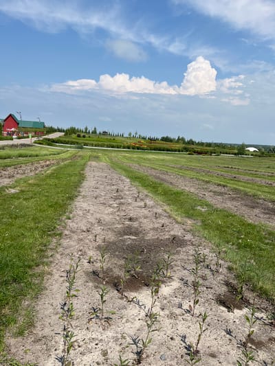 This image depicts an outdoor scene with rows of young plants in sandy soil, bordered by grass. In the background, a red building with a green roof is visible, along with trees and a paved pathway. The sky is blue with scattered white clouds. The location is specified as Severynivka, Ukraine.