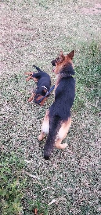 A German Shepherd lies on its side in a grassy field, with its head towards the upper left. The dog is predominantly black on its back, transitioning to brown on its legs and head. A smaller, black and brown Rottweiler puppy stands nearby, facing downwards, connected to the larger dog by a leash. The field has varied grass textures, with some sparser patches and a cluster of green plants at the lower right corner.