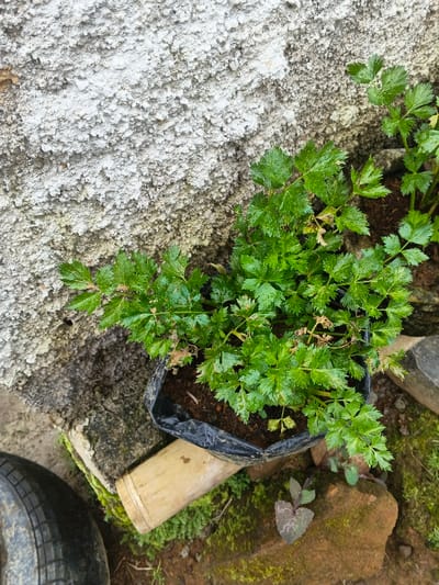 This image displays a vibrant green plant, likely celery or a similar leafy herb, flourishing in a black plastic bag used as a makeshift pot. The plant's numerous leaves are a bright green, some appearing slightly wet, suggesting recent watering or rainfall. It is positioned outdoors against a textured wall, possibly made of stucco or rough concrete, painted in shades of off-white and light grey with some darker, weathered areas near the base.
The pot rests on an uneven ground surface comprising dirt, moss, and small rocks. A light-colored bamboo stick lies horizontally in the mid-ground, partially beneath the pot. In the bottom-left corner, a segment of a dark rubber tire is visible. Towards the bottom-right, a smaller plant with dark green and reddish-tinged leaves grows amidst the mossy ground.
The scene depicts a simple, practical gardening setup in a natural outdoor environment. The lighting indicates daytime. No people or discernible text are present. The rustic elements, including the type of pot and the natural ground cover, align with a general outdoor setting, potentially a backyard or rural area consistent with Kampong Chhnang, Cambodia.