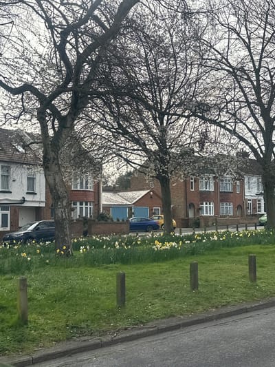 The image displays a residential street in Gillingham, United Kingdom, under an overcast sky during early spring. In the foreground, a grey asphalt road leads to a grey curbstone. Beyond the curb, a grassy verge is densely populated with scattered yellow and white daffodils. Three weathered, square-profile bollards are spaced along this verge. Several mature deciduous trees with intricate, largely bare branches exhibit small clusters of white blossoms. Beyond the verge and trees, a row of two-story residential properties is visible. On the left, a light-colored semi-detached house with a dark roof and a prominent bay window stands. A dark blue vehicle is parked in front of this residence. Towards the center-right, two red-brick houses with white window frames are visible, one featuring a bay window. A blue sedan is parked on the street in front of these houses, with a yellow hatchback and a green vehicle partially visible further right. A single-story red-brick building with a light blue garage door is situated behind the main row of houses. No individuals are present in the scene.